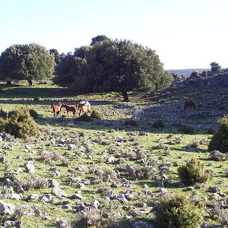 Agriturismo Didone Dorgali Exteriér fotografie