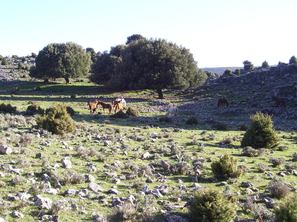Agriturismo Didone Dorgali Exteriér fotografie